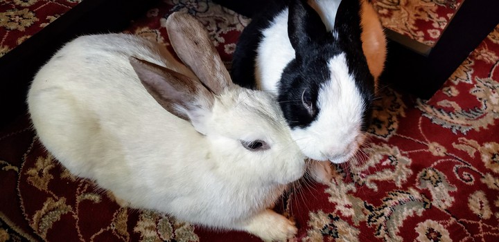 bunny