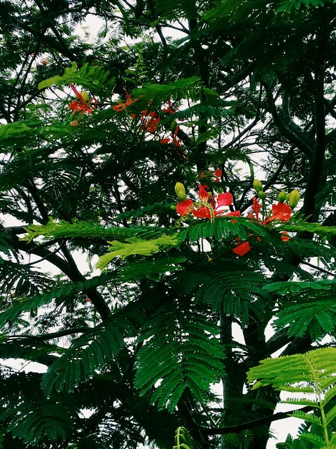 flower, biome háttérképek