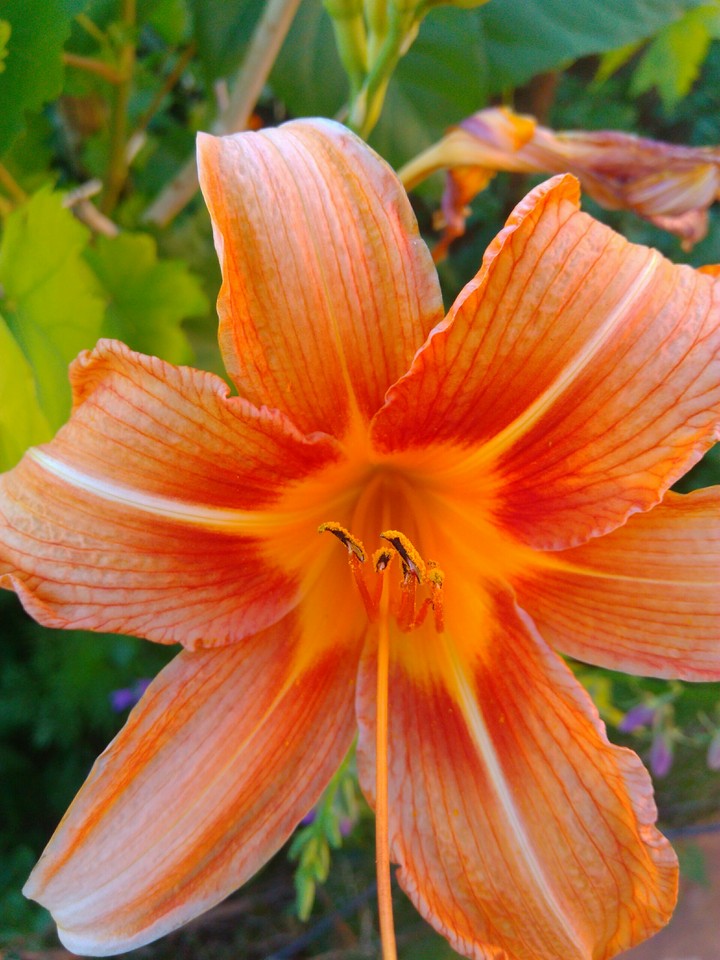 flower