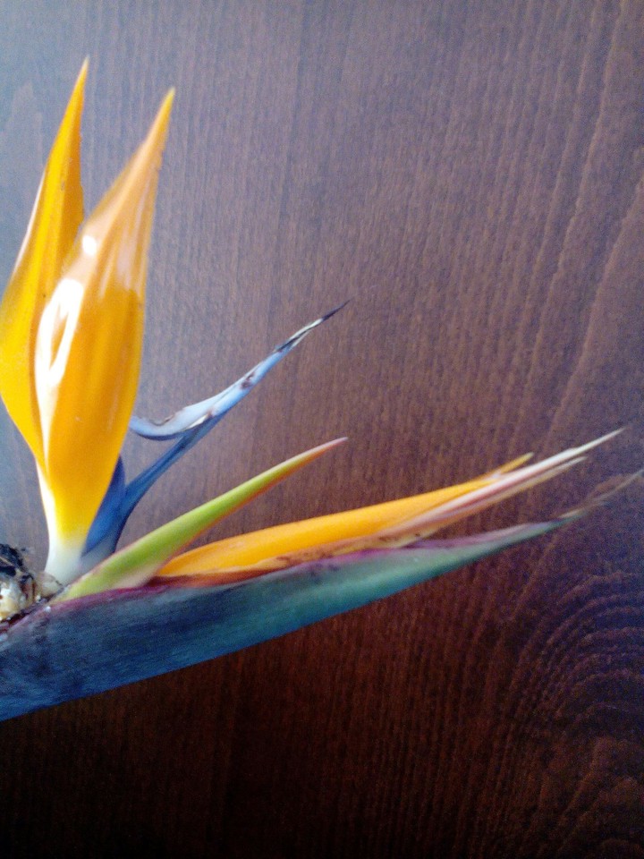 FLOWER