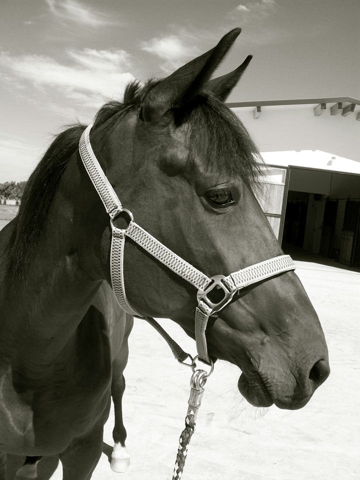Horse