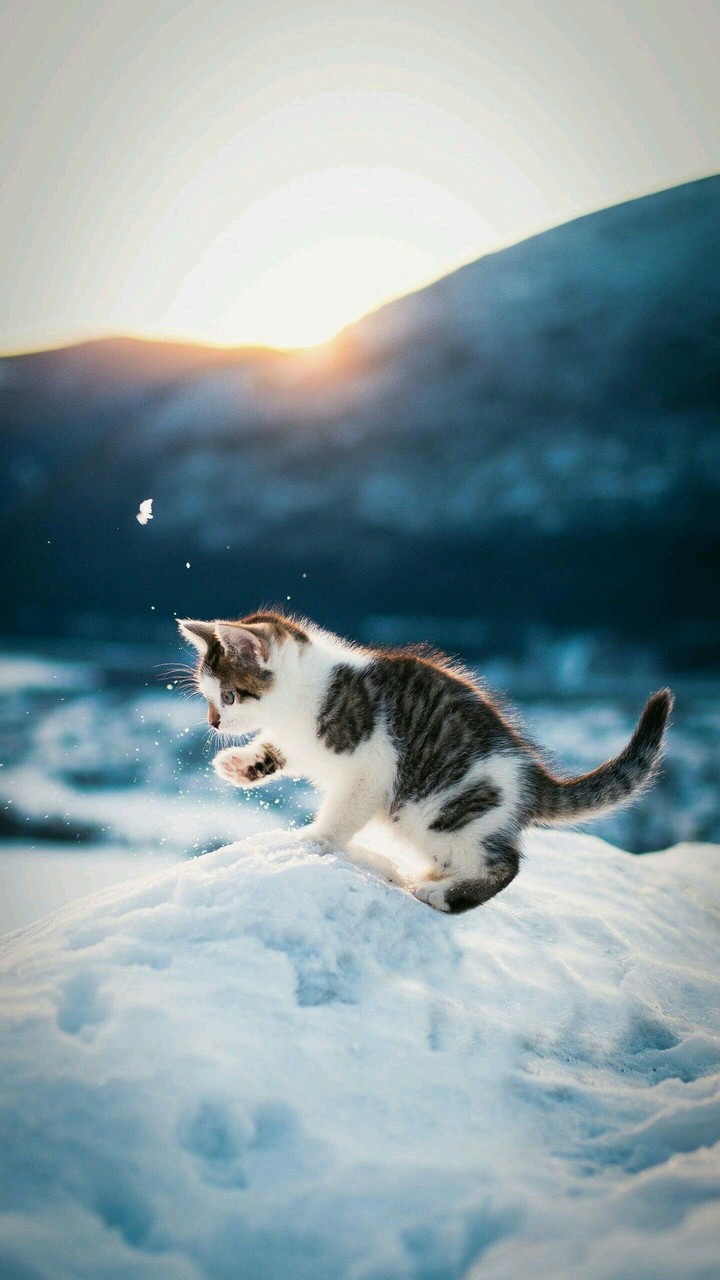 Let it kitten!........