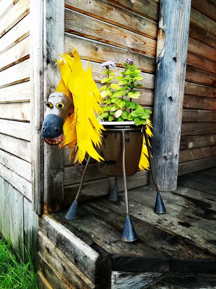 horse