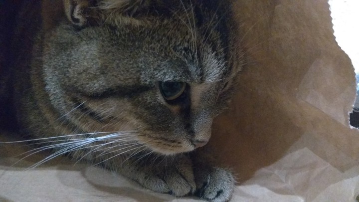 котик