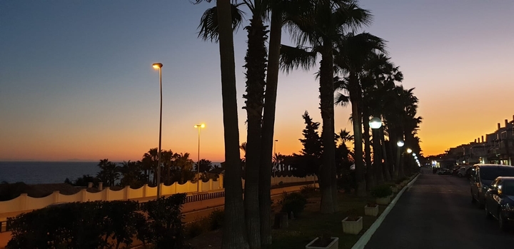 palm