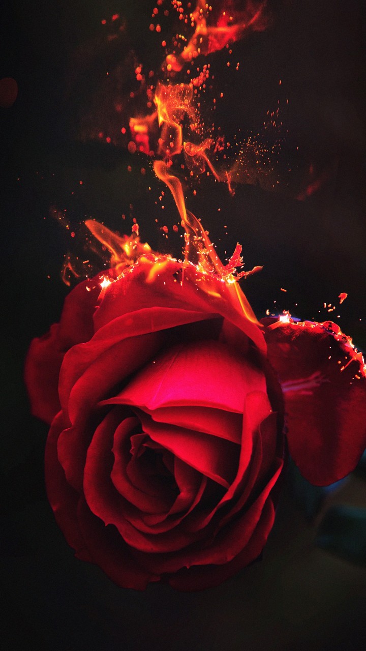 Burning rose