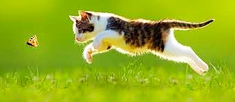 The very merry cat