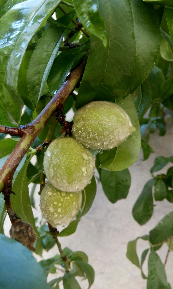 peach