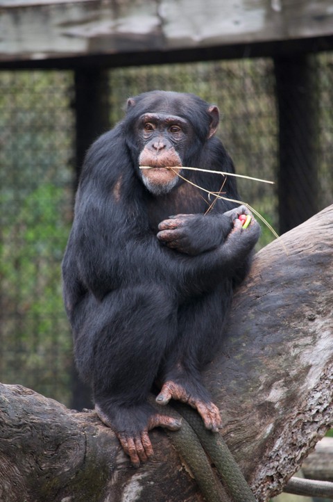 sfondi Biting, primate