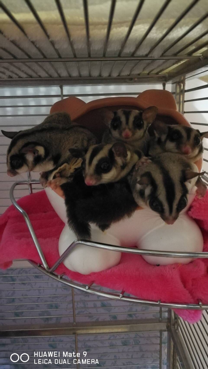 sugar glider 蜜袋鼯