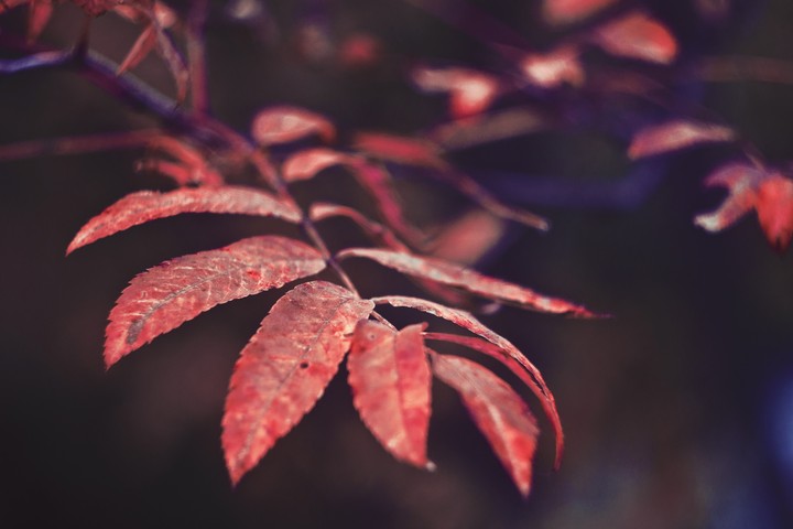 leaf