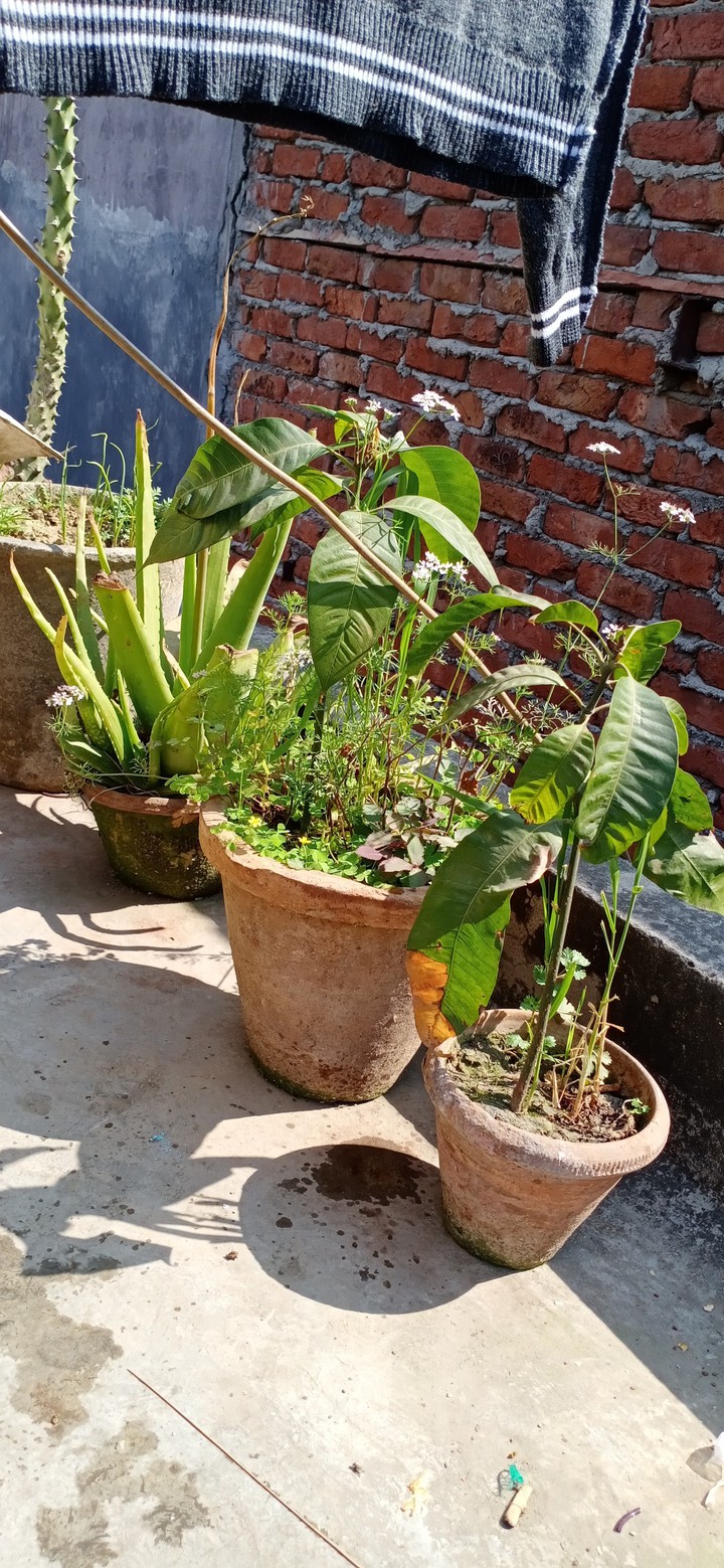 natural of my roof
