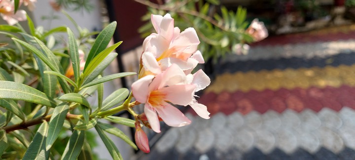 Flower