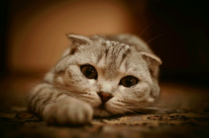 Коша