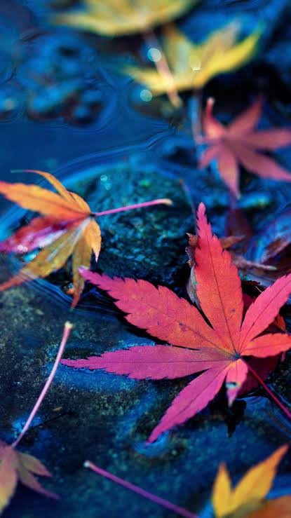 autumn