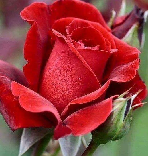 red rose