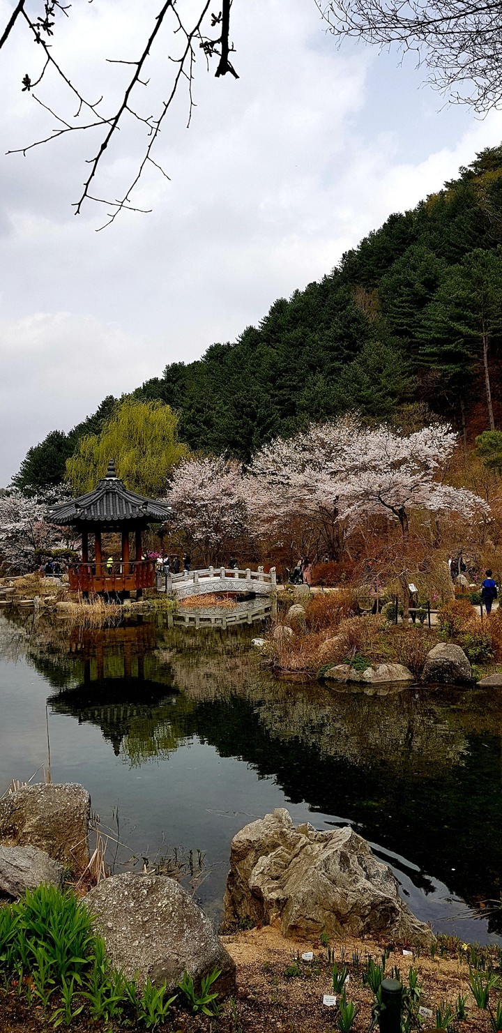 Korean Spring