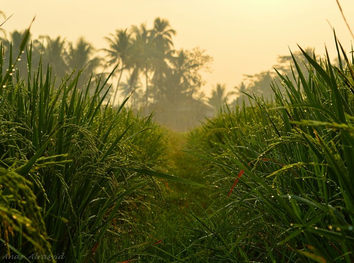 Rice field