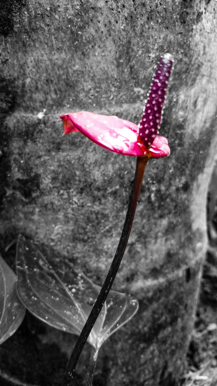 Flor do quintal