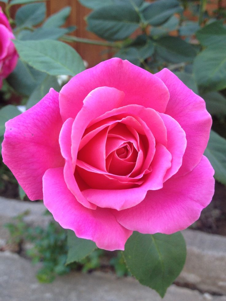 Pink rose.