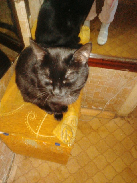 Cat
