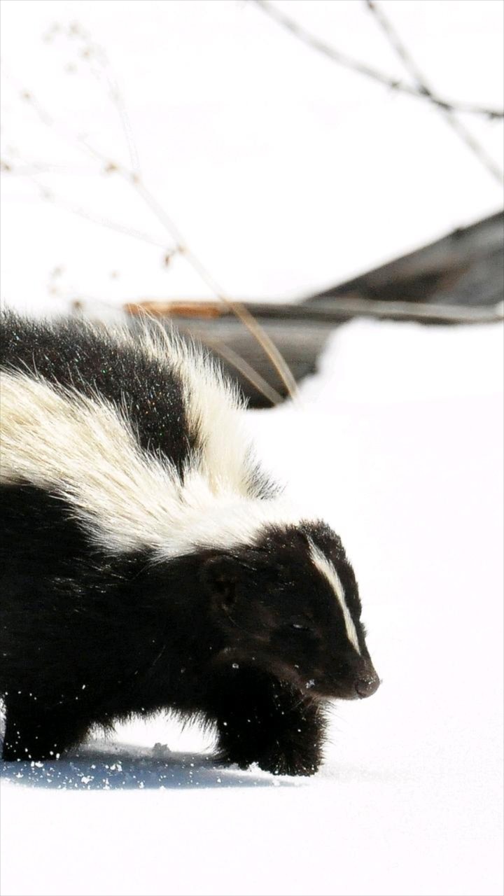 sweet Skunk