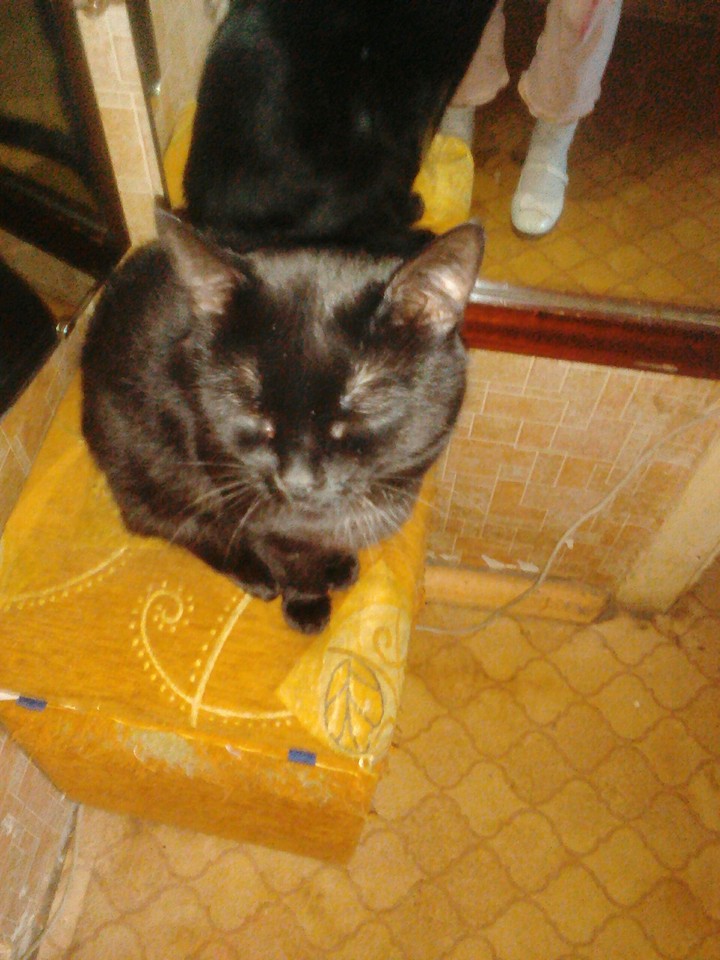 Cat