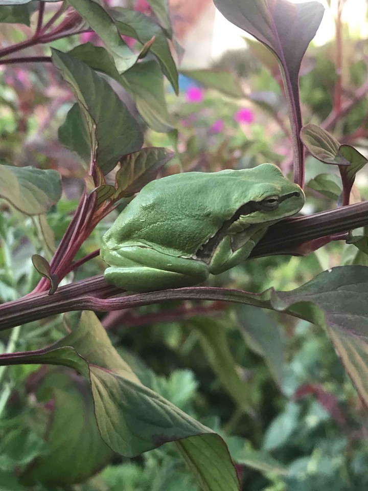 kurba frog