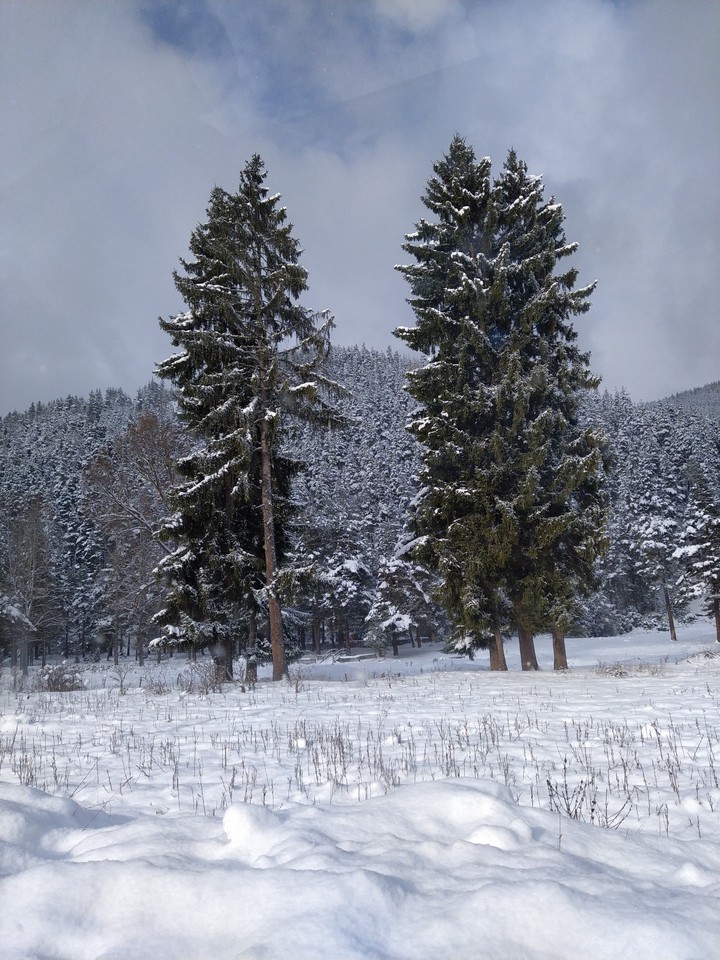 Trees