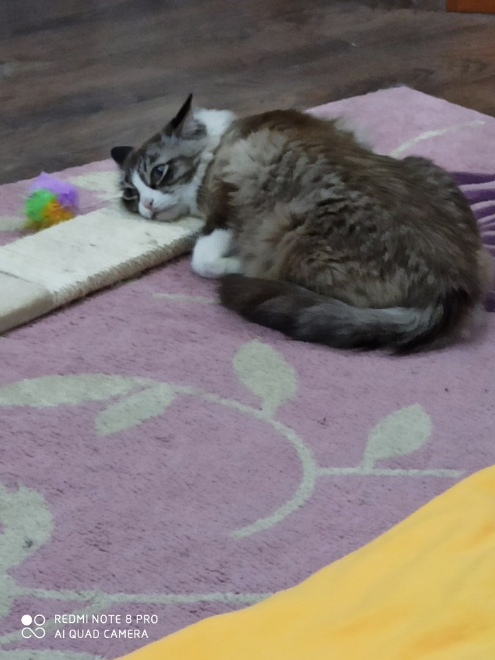 cat