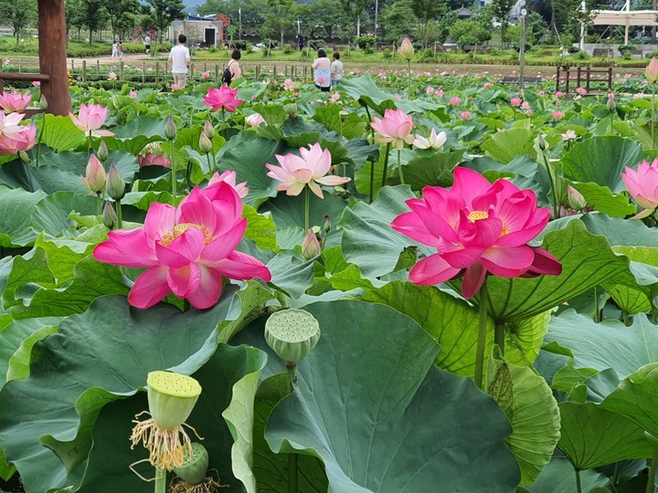 연꽃 밭