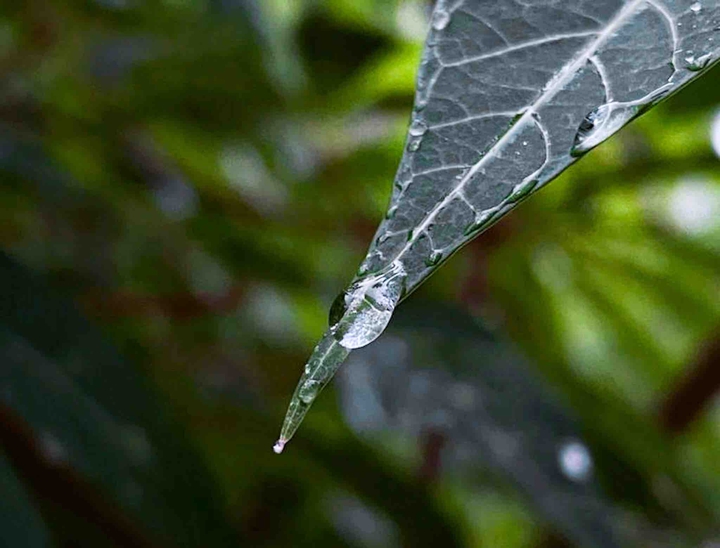 drops