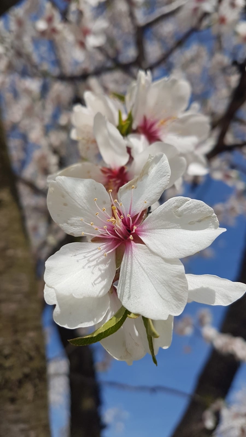 almond trees