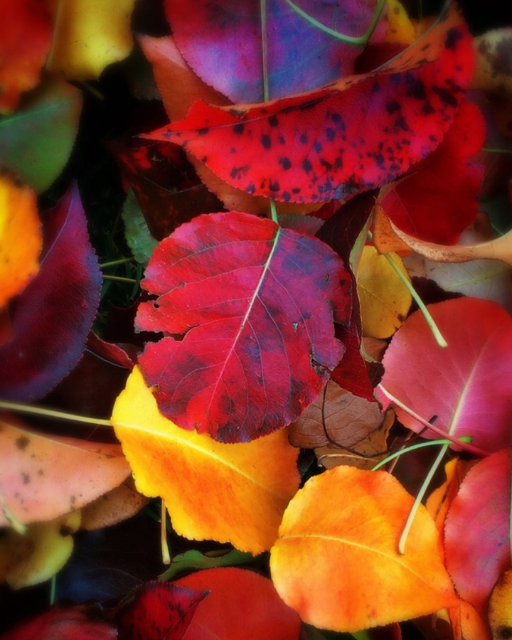 Autumn