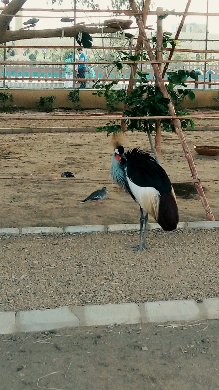 Animal