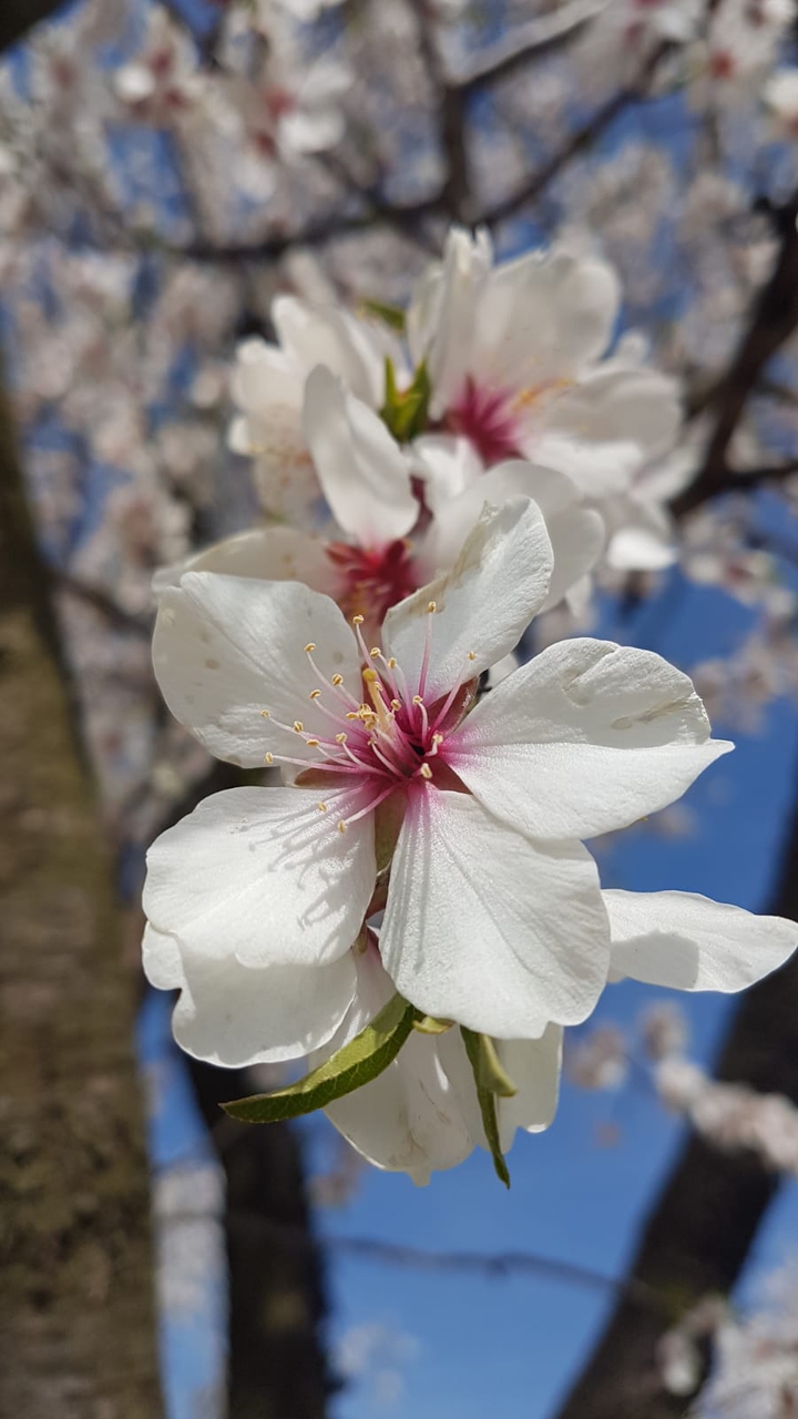 almond trees