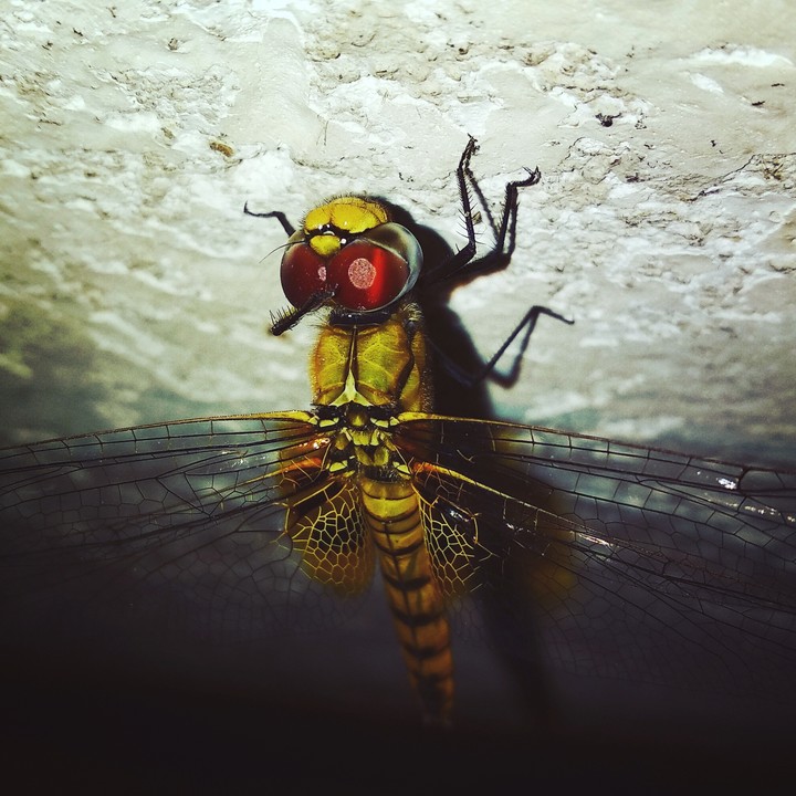 #Dragonfly
