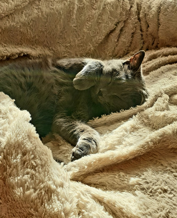 Котенька