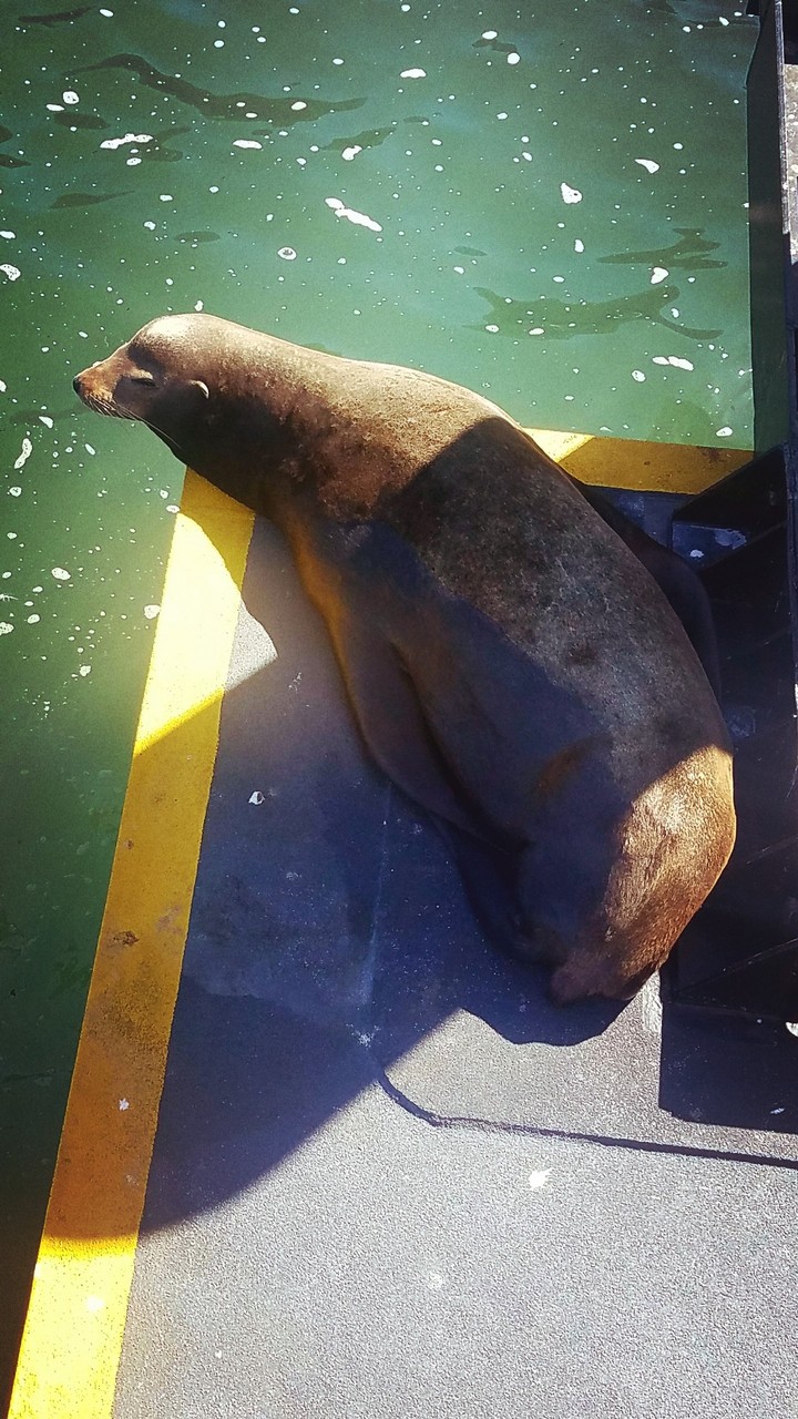hey there Sea Lion