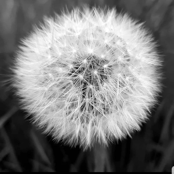 dandelion