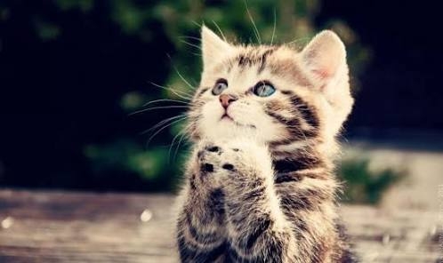 OMG is amazing Cat 