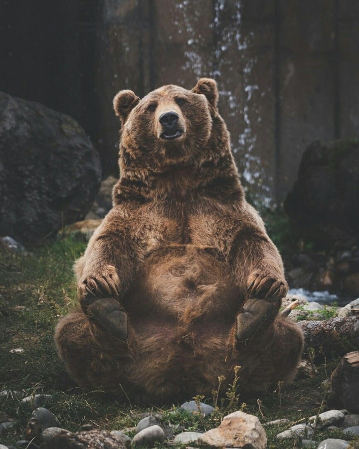 bear