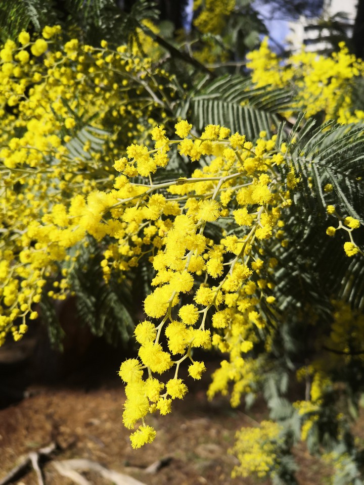 flowers