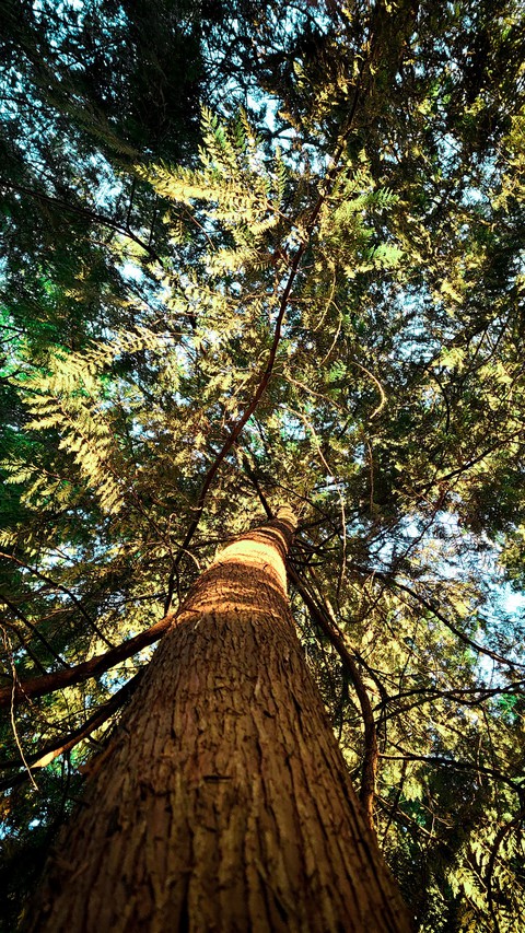 Cedar Tree