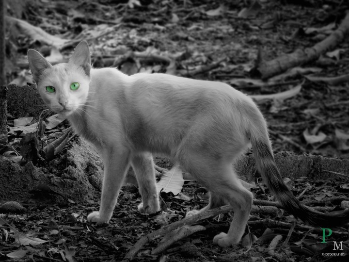 cat