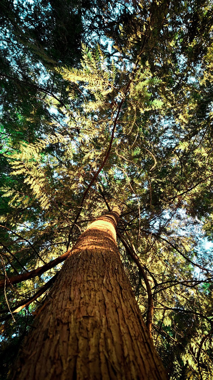 Cedar Tree