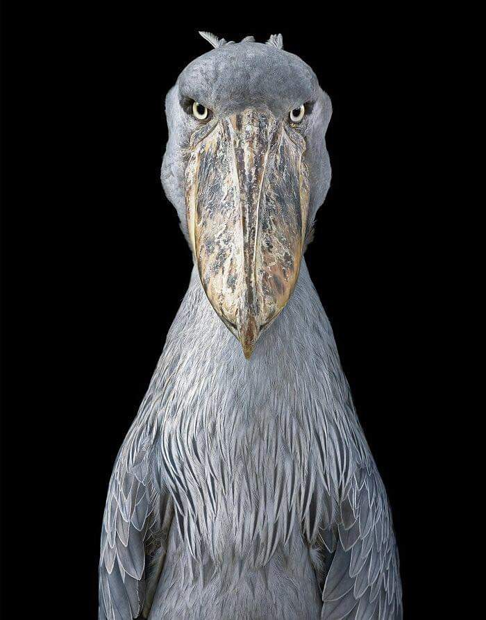 bird