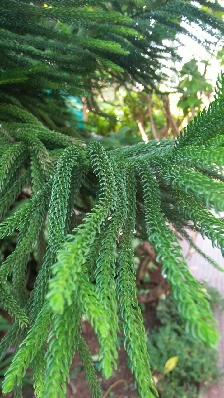 garden tree