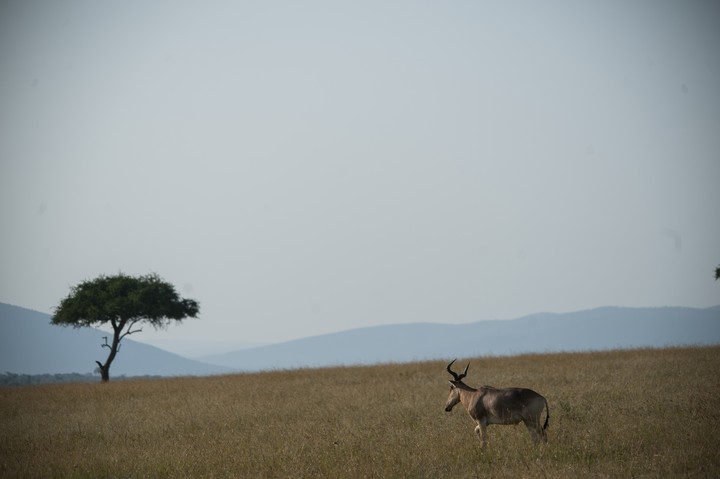 Animal