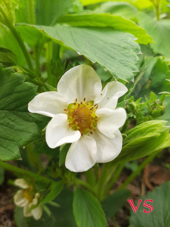 strawberry flowers